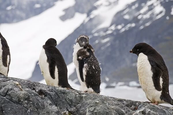 Adelie penguins moulting, Yalour Island, Antarctic Peninsula, Antarctica, Polar Regions