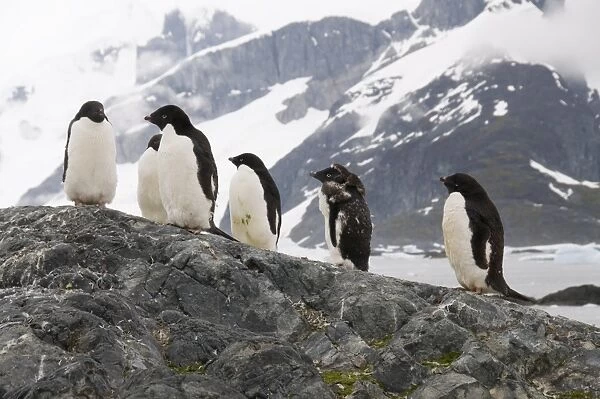 Adelie penguins moulting, Yalour Island, Antarctic Peninsula, Antarctica, Polar Regions