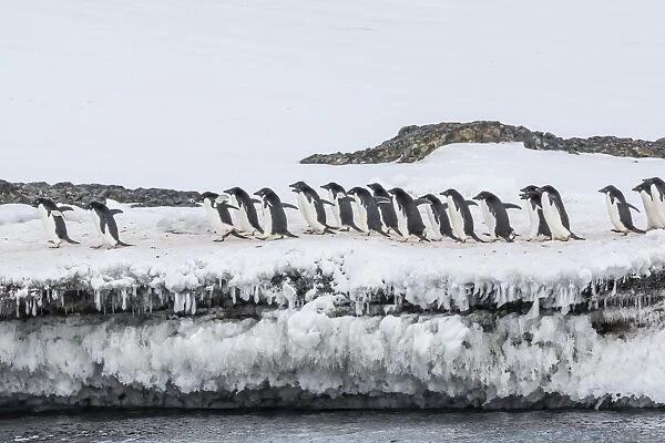 Adelie penguins (Pygoscelis adeliae) at breeding colony at Brown Bluff, Antarctica
