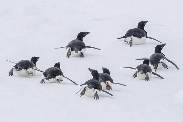 Adelie penguins (Pygoscelis adeliae) tobogganing to the sea at Brown Bluff, Antarctica