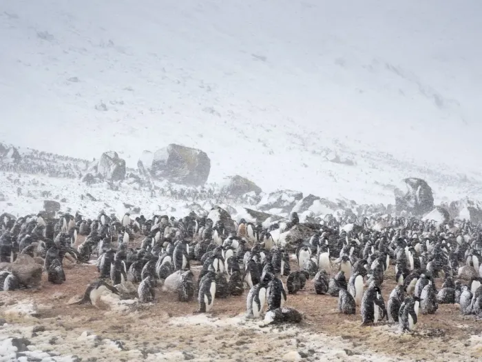 Framed Print : Adelie penguins (Pygoscelis adeliae), breeding colony in a snowstorm at Brown Bluff, Antarctic Sound, Antarctica, Polar Regions Framed Print : Adelie penguins (Pygoscelis adeliae), breeding colony in a snowstorm at Brown Bluff, Antarctic Sound, Antarctica, Polar Regions