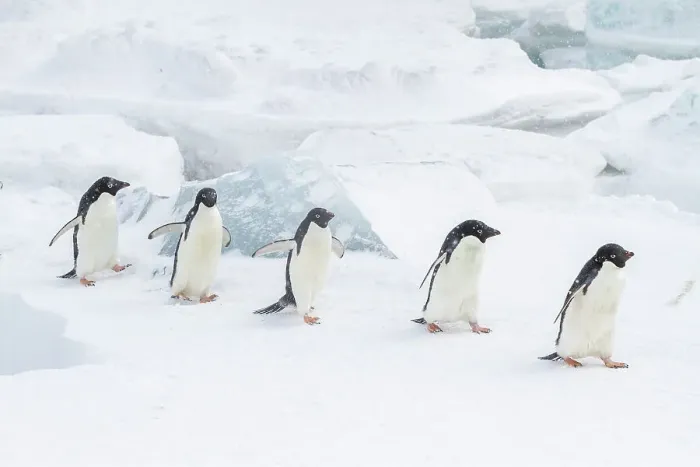 Framed Print : Adelie penguins (Pygoscelis adeliae), in snow storm at breeding colony at Brown Bluff, Antarctic Peninsula, Antarctica, Polar Regions Framed Print : Adelie penguins (Pygoscelis adeliae), in snow storm at breeding colony at Brown Bluff, Antarctic Peninsula, Antarctica, Polar Regions
