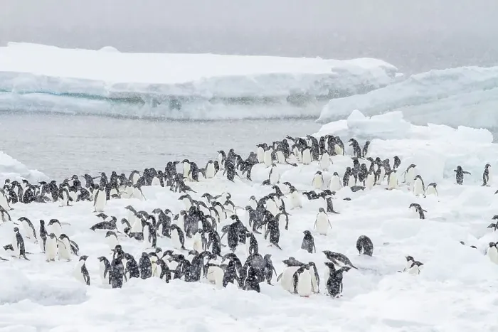 Framed Print : Adelie penguins (Pygoscelis adeliae), in snow storm at breeding colony at Brown Bluff, Antarctic Peninsula, Antarctica, Polar Regions Framed Print : Adelie penguins (Pygoscelis adeliae), in snow storm at breeding colony at Brown Bluff, Antarctic Peninsula, Antarctica, Polar Regions
