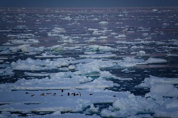Adelie penguins (Pygoscelis adeliae) on an ice floe at midnight, Southern Ocean