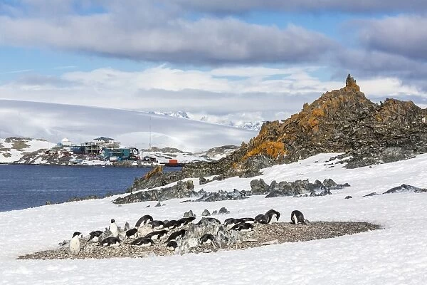 Adelie penguins (Pygoscelis adeliae), Torgersen Island, Antarctic Peninsula, Antarctica, Polar Regions