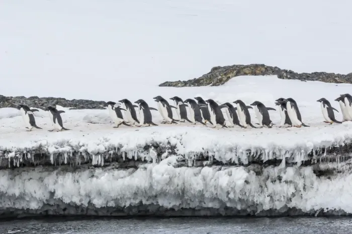 Framed Print : Adelie penguins (Pygoscelis adeliae) at breeding colony at Brown Bluff, Antarctica Framed Print : Adelie penguins (Pygoscelis adeliae) at breeding colony at Brown Bluff, Antarctica