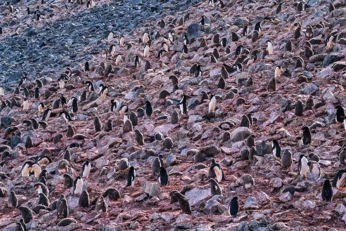 Framed Print : Adelie penguins (Pygoscelis adeliae) colony, Paulet Island, Weddell Sea, Antarctica, Polar Regions Framed Print : Adelie penguins (Pygoscelis adeliae) colony, Paulet Island, Weddell Sea, Antarctica, Polar Regions