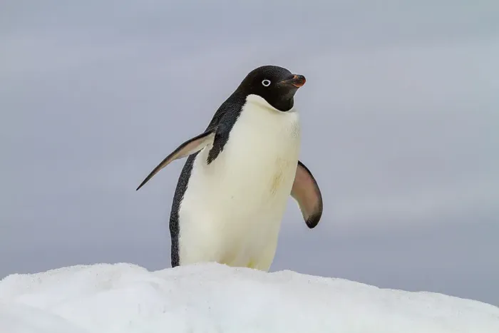 Framed Print : Adult Adelie penguin (Pygoscelis adeliae), on ice at Booth Island, Antarctica, Polar Regions Framed Print : Adult Adelie penguin (Pygoscelis adeliae), on ice at Booth Island, Antarctica, Polar Regions