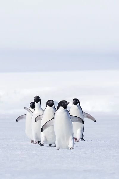 Adult Adelie penguins (Pygoscelis adeliae) walking on first year sea ice in Active Sound, Weddell Sea, Antarctica, Polar Regions whitening of whites, slight increase in contrast