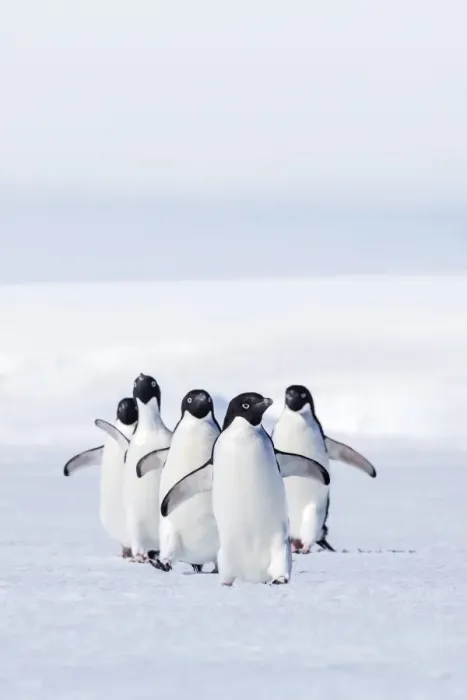 Framed Print : Adult Adelie penguins (Pygoscelis adeliae) walking on first year sea ice in Active Sound, Weddell Sea, Antarctica, Polar Regions whitening of whites, slight increase in contrast Framed Print : Adult Adelie penguins (Pygoscelis adeliae) walking on first year sea ice in Active Sound, Weddell Sea, Antarctica, Polar Regions whitening of whites, slight increase in contrast