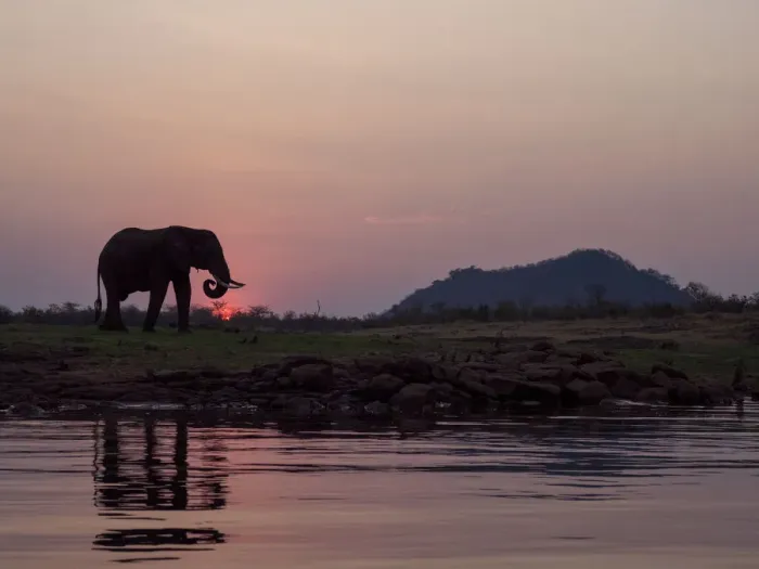 Framed Print : An adult African bush elephant (Loxodonta africana) at sunset on the shore of Lake Kariba Framed Print : An adult African bush elephant (Loxodonta africana) at sunset on the shore of Lake Kariba
