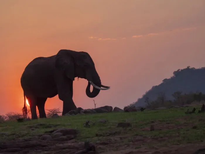 Framed Print : An adult African bush elephant (Loxodonta africana) at sunset on the shore of Lake Kariba Framed Print : An adult African bush elephant (Loxodonta africana) at sunset on the shore of Lake Kariba