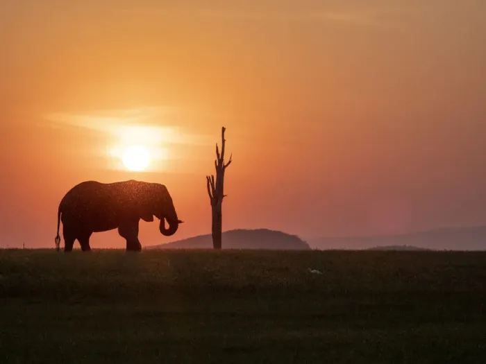 Framed Print : An adult African bush elephant (Loxodonta africana) at sunset on the shoreline of Lake