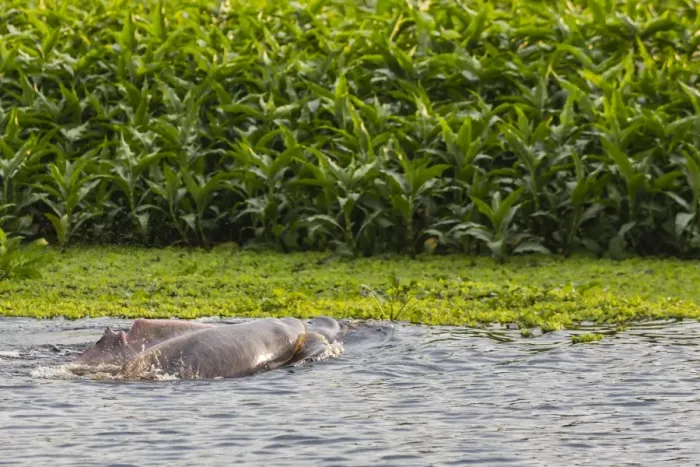 Framed Print : Adult Amazon pink river dolphins (Inia geoffrensis) surfacing on the Pacaya River Framed Print : Adult Amazon pink river dolphins (Inia geoffrensis) surfacing on the Pacaya River