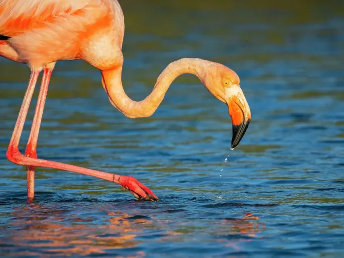 Framed Print : Adult American flamingo (Phoenicopterus ruber) feeding on artesmia shrimp, Rabida Island, Galapagos Islands, UNESCO World Heritage Site, Ecuador, South America Framed Print : Adult American flamingo (Phoenicopterus ruber) feeding on artesmia shrimp, Rabida Island, Galapagos Islands, UNESCO World Heritage Site, Ecuador, South America