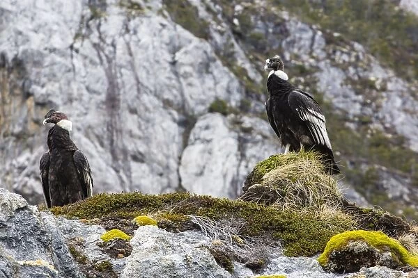 Adult Andean condors (Vulture gryphus), Wildlife Conservation Society Preserve of Karukinka, Strait of Magellan, Chile, South America