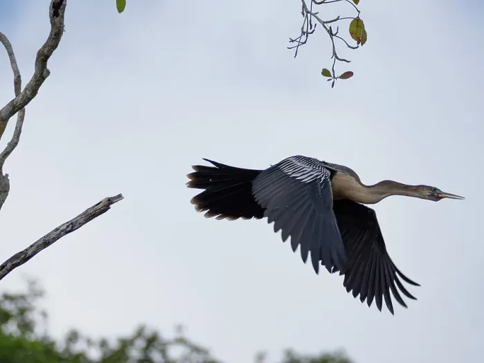 Framed Print : An adult anhinga (Anhinga anhinga), taking flight on New River near the Mesoamerican archaeological site of Lamanai, Belize Framed Print : An adult anhinga (Anhinga anhinga), taking flight on New River near the Mesoamerican archaeological site of Lamanai, Belize