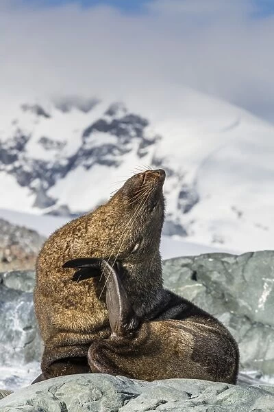 Adult Antarctic fur seal (Arctocephalus gazella), Danco Island, Antarctica, Southern Ocean, Polar Regions
