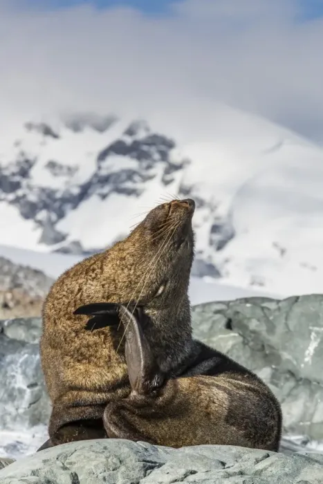 Framed Print : Adult Antarctic fur seal (Arctocephalus gazella), Danco Island, Antarctica, Southern Ocean, Polar Regions Framed Print : Adult Antarctic fur seal (Arctocephalus gazella), Danco Island, Antarctica, Southern Ocean, Polar Regions