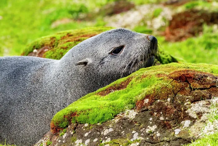Framed Print : Adult Antarctic fur seal (Arctocephalus gazella), in Ocean Harbor on South Georgia Island, Southern Ocean, Polar Regions Framed Print : Adult Antarctic fur seal (Arctocephalus gazella), in Ocean Harbor on South Georgia Island, Southern Ocean, Polar Regions