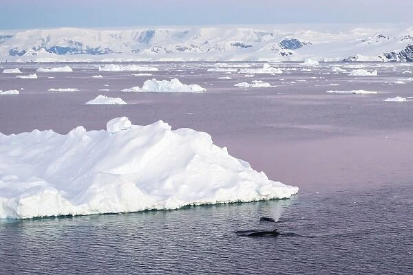 An adult Antarctic minke whale (Balaenoptera bonaerensis) surfacing in the Gerlache Strait, Antarctica, Southern Ocean, Polar Regions
