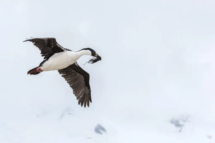 Framed Print : Adult Antarctic shag (Phalacrocorax (atriceps) bransfieldensis), in flight with nesting material, Port Lockroy, Antarctica, Southern Ocean, Polar Regions Framed Print : Adult Antarctic shag (Phalacrocorax (atriceps) bransfieldensis), in flight with nesting material, Port Lockroy, Antarctica, Southern Ocean, Polar Regions