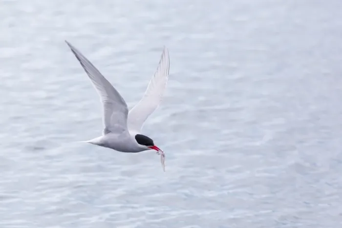Framed Print : Adult Antarctic tern (Sterna vittata) in flight with fish in its bill in the Enterprise Islands, Southern Ocean, Antarctica, Polar Regions Framed Print : Adult Antarctic tern (Sterna vittata) in flight with fish in its bill in the Enterprise Islands, Southern Ocean, Antarctica, Polar Regions