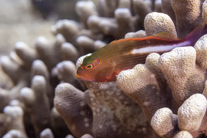 Framed Print : An adult arc-eye Hawkfish (Paracirrhites arcatus), off Bangka Island, near Manado, Sulawesi, Indonesia, Southeast Asia, Asia Framed Print : An adult arc-eye Hawkfish (Paracirrhites arcatus), off Bangka Island, near Manado, Sulawesi, Indonesia, Southeast Asia, Asia