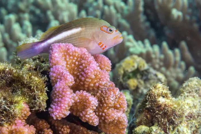 Framed Print : An adult arc-eye Hawkfish (Paracirrhites arcatus), off Bangka Island, near Manado, Sulawesi, Indonesia, Southeast Asia, Asia Framed Print : An adult arc-eye Hawkfish (Paracirrhites arcatus), off Bangka Island, near Manado, Sulawesi, Indonesia, Southeast Asia, Asia