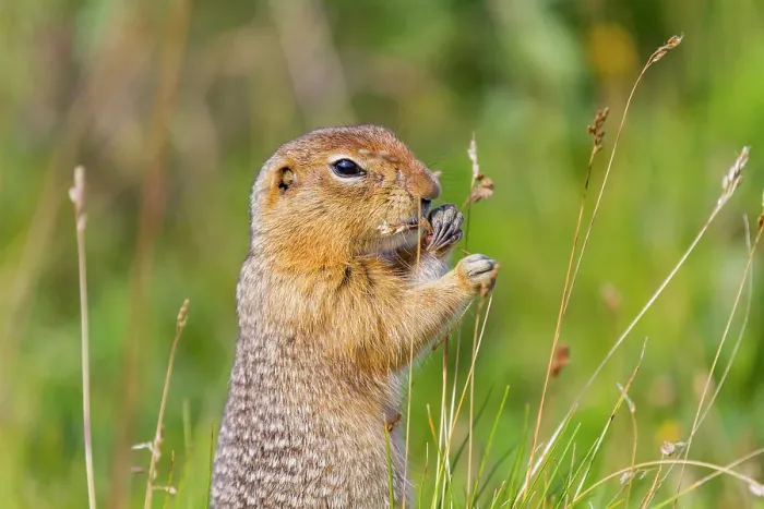 Framed Print : Adult Arctic ground squirrel (Spermophilus parryii) foraging in Denali National Park, Alaska, United States of America Framed Print : Adult Arctic ground squirrel (Spermophilus parryii) foraging in Denali National Park, Alaska, United States of America