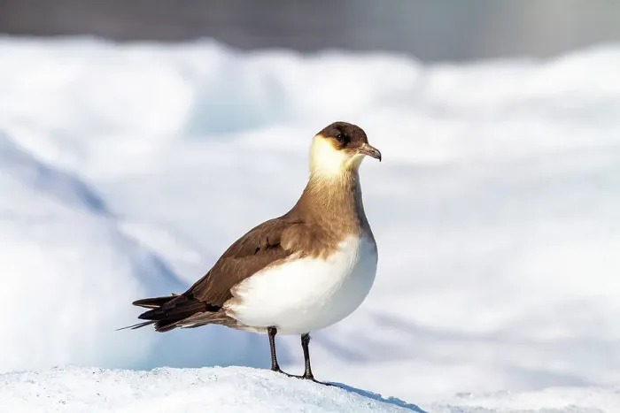 Framed Print : Adult Arctic Skua (Stercorarius parasiticus), on ice floe in the Svalbard Archipelago, Norway, Arctic, Europe Framed Print : Adult Arctic Skua (Stercorarius parasiticus), on ice floe in the Svalbard Archipelago, Norway, Arctic, Europe