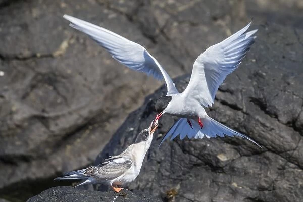 Adult Arctic tern (Sterna paradisaea) returning from the sea with fish for its chick