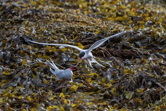 Framed Print : Adult arctic tern (Sterna paradisaea) male bringing female a fish, Spitsbergen Island in the Svalbard Archipelago, Norway Framed Print : Adult arctic tern (Sterna paradisaea) male bringing female a fish, Spitsbergen Island in the Svalbard Archipelago, Norway