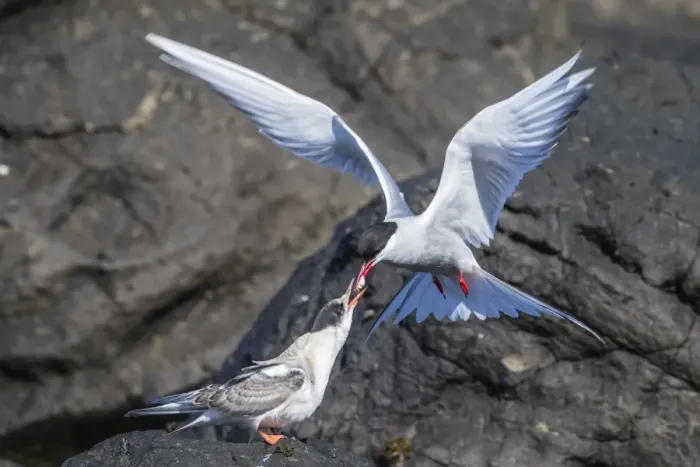 Framed Print : Adult Arctic tern (Sterna paradisaea) returning from the sea with fish for its chick Framed Print : Adult Arctic tern (Sterna paradisaea) returning from the sea with fish for its chick
