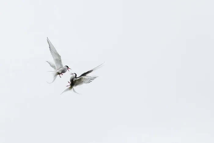 Framed Print : Adult arctic terns (Sterna paradisaea) in dispute on Flatey Island, Iceland, Polar Regions Framed Print : Adult arctic terns (Sterna paradisaea) in dispute on Flatey Island, Iceland, Polar Regions