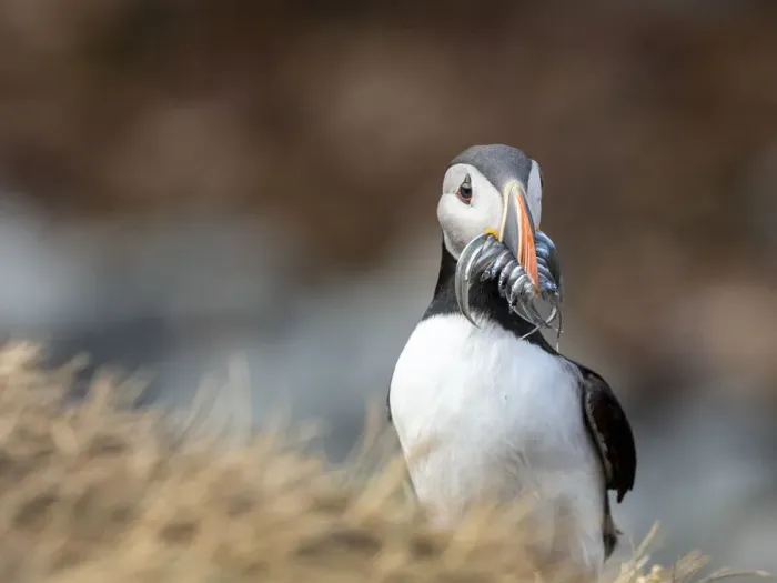 Framed Print : Adult Atlantic puffin (Fratercula arctica), returning to the nest site with fish Framed Print : Adult Atlantic puffin (Fratercula arctica), returning to the nest site with fish