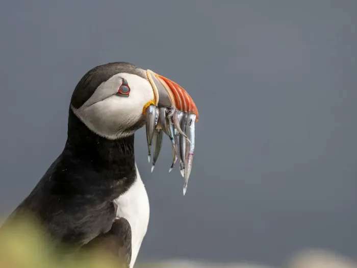 Framed Print : Adult Atlantic puffin (Fratercula arctica), returning to the nest site with fish Framed Print : Adult Atlantic puffin (Fratercula arctica), returning to the nest site with fish