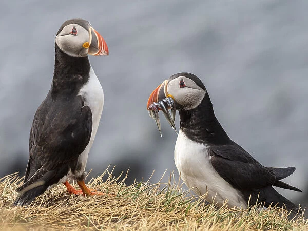 Adult Atlantic puffins (Fratercula arctica), returning to the nest site with fish