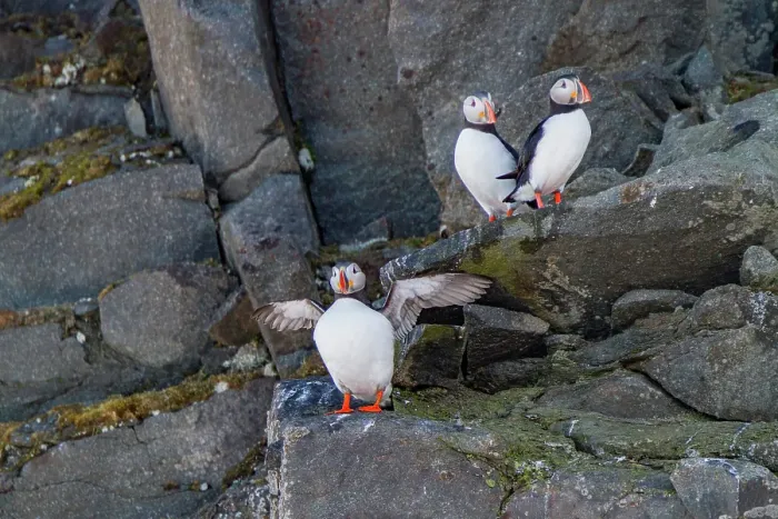 Framed Print : Adult Atlantic puffins (Fratercula arctica), breeding on the island of Bolscheoya in the Svalbard Archipelago, Norway