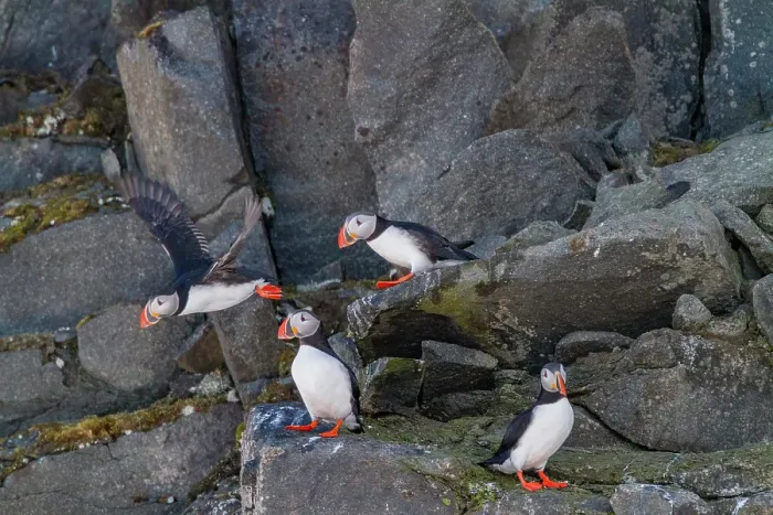 Framed Print : Adult Atlantic puffins (Fratercula arctica), breeding on the island of Bolscheoya in the Svalbard Archipelago, Norway Framed Print : Adult Atlantic puffins (Fratercula arctica), breeding on the island of Bolscheoya in the Svalbard Archipelago, Norway