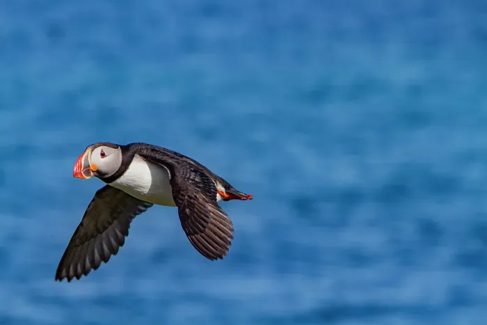 Framed Print : Adult Atlantin puffin (Fratercula arctica) during breeding season, Isfjardardjup, Westfjords region, Northwestern Iceland Framed Print : Adult Atlantin puffin (Fratercula arctica) during breeding season, Isfjardardjup, Westfjords region, Northwestern Iceland