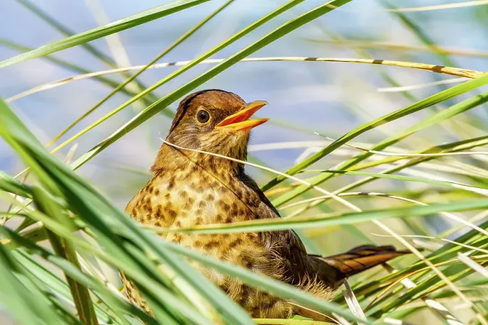Framed Print : Adult austral thrush (Turdus falklandii falklandii), in the tussock grass on Carcass Island in the Falkland Islands, South America Framed Print : Adult austral thrush (Turdus falklandii falklandii), in the tussock grass on Carcass Island in the Falkland Islands, South America