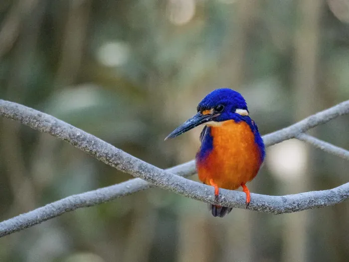 Framed Print : Adult azure kingfisher (Ceyx azureus), perched in Porosus Creek, Frederick Harbor, Kimberley, Western Australia, Australia, Pacific Framed Print : Adult azure kingfisher (Ceyx azureus), perched in Porosus Creek, Frederick Harbor, Kimberley, Western Australia, Australia, Pacific