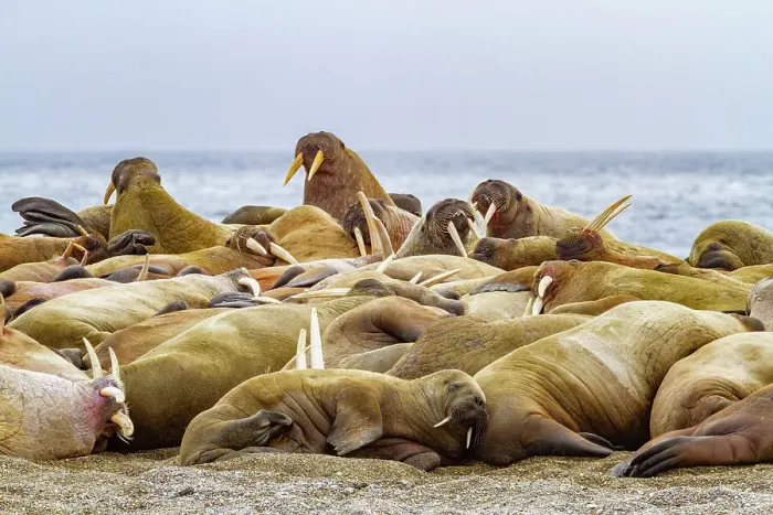 Framed Print : Adult bachelor walrus (Odobenus rosmarus rosmarus) hauled out on the beach at Poolepynten on Prins Karl's Foreland in the Svalbard Archipelago, Norway, Arctic, Europe Framed Print : Adult bachelor walrus (Odobenus rosmarus rosmarus) hauled out on the beach at Poolepynten on Prins Karl's Foreland in the Svalbard Archipelago, Norway, Arctic, Europe