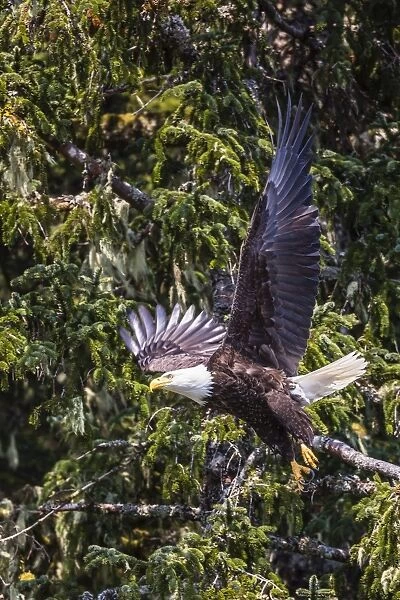 Adult bald eagle (Haliaeetus leucocephalus), Lake Eva, Baranof Island, southeast Alaska