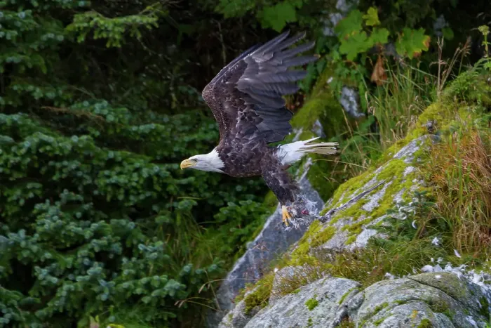 Framed Print : Adult bald eagle (Haliaeetus leucocephalus) with dead salmon in Inian Pass, Southeast Alaska, United States of America Framed Print : Adult bald eagle (Haliaeetus leucocephalus) with dead salmon in Inian Pass, Southeast Alaska, United States of America