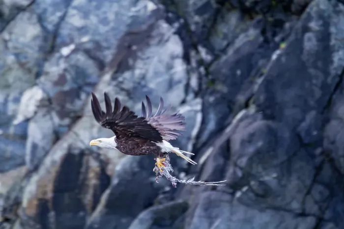 Framed Print : Adult bald eagle (Haliaeetus leucocephalus) with dead salmon in Inian Pass, Southeast Alaska, United States of America Framed Print : Adult bald eagle (Haliaeetus leucocephalus) with dead salmon in Inian Pass, Southeast Alaska, United States of America