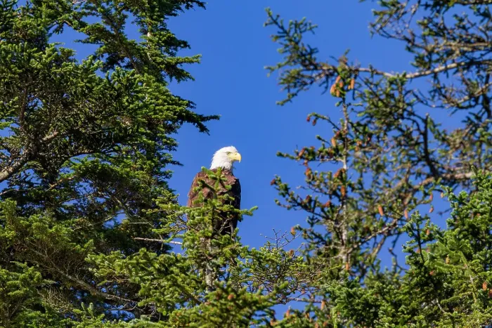 Framed Print : Adult bald eagle (Haliaeetus leucocephalus) perched in Sitka spruce tree, Southeast Alaska, United States of America Framed Print : Adult bald eagle (Haliaeetus leucocephalus) perched in Sitka spruce tree, Southeast Alaska, United States of America