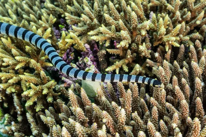 Framed Print : An adult banded sea krait (Laticauda colubrina), off Bangka Island, off the northeastern tip of Sulawesi, Indonesia, Southeast Asia, Asia Framed Print : An adult banded sea krait (Laticauda colubrina), off Bangka Island, off the northeastern tip of Sulawesi, Indonesia, Southeast Asia, Asia