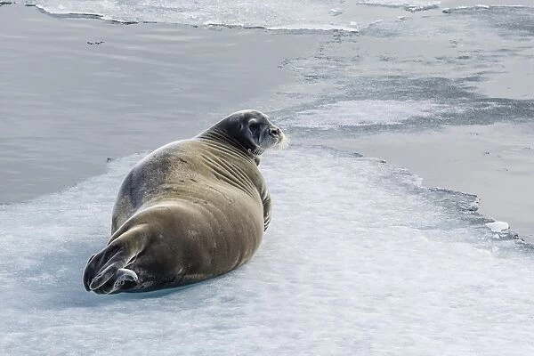 Adult bearded seal (Erignathus barbatus) hauled out on ice in Lancaster Sound, Nunavut, Canada, North America